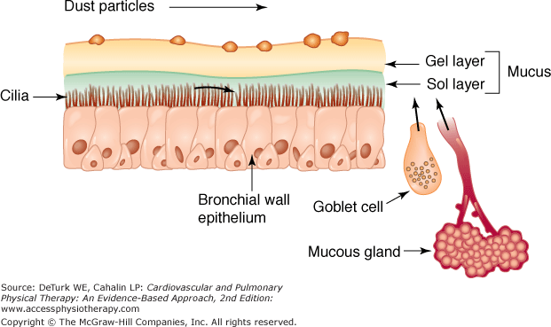 Mucociliary-Escalator