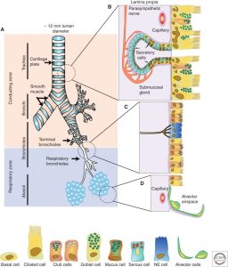 Schematic representation of the airway epithelium